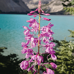 Cover Image of Télécharger Jigsaw Puzzle: Flowers JPF-2.3.0 APK