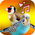Cover Image of ダウンロード Birds Sounds ( Offline )  APK