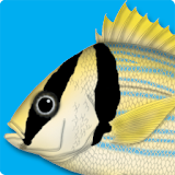Marine Fishes - ID Guide icon