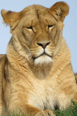 Lions wallpapers Screen 3
