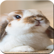 Top 50 Personalization Apps Like Rabbit wallpaper 4k - Bunny Wallpapers - Best Alternatives