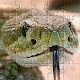 Snake games jigsaw puzzles