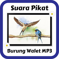 Suara Pikat Burung Walet Mp3