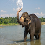 Cover Image of Download Elephant HD Wallpapers  APK