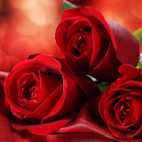 wallpaper red roses icon