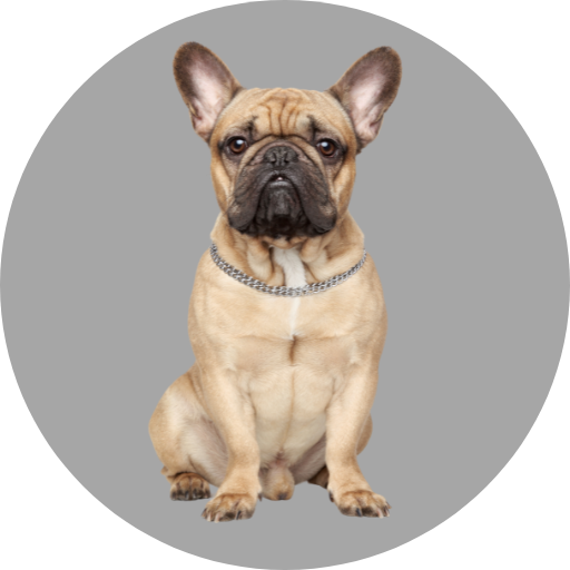 Dog Images - Dog Wallpapers