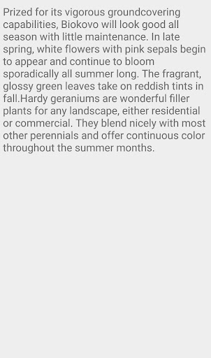 Geranium Biokovo Flower