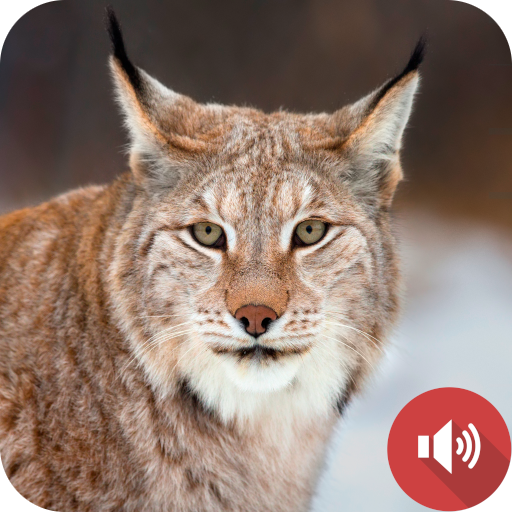 Lynx Sounds logo