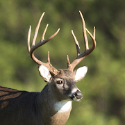 Top 45 Sports Apps Like Whitetail Deer Calls - Ad Free - Best Alternatives