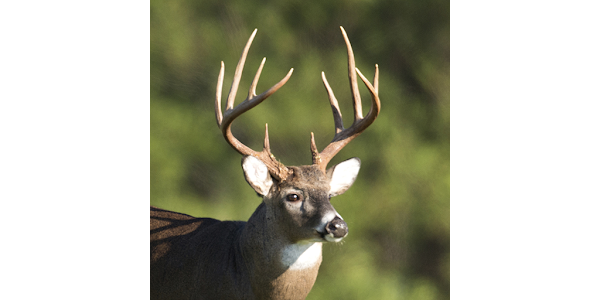 Deer sounds - Hunting Calls – Apps bei Google Play