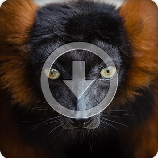 Bats Sounds Ringtone