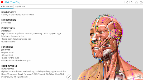 Visual Acupuncture 3D 1