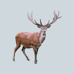 Cover Image of Download Decoy for hoofed animals  APK
