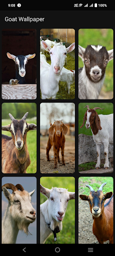 Goat Wallpaper Screen 3