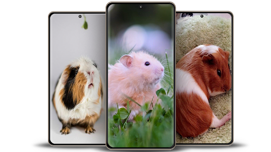 Guinea Pig Wallpapers
