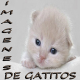 Imagenes de gatitos icon