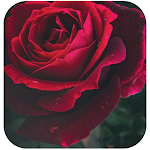 Cover Image of Download Rose Wallpaper 1.0 APK
