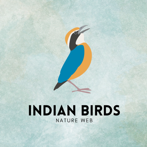 Indian Birds