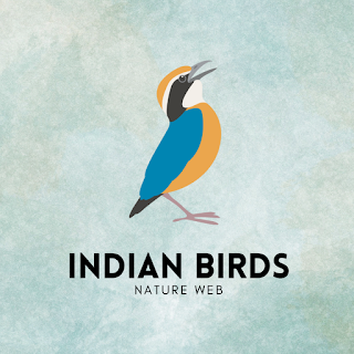 Indian Birds apk