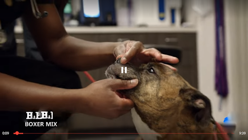 Screenshot of Animal Planet HD (Unofficial)