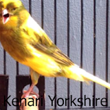 Kicau Kenari Yorkshire icon