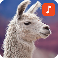 Llama Sound Effects