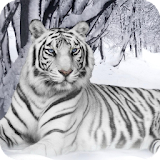 White Tiger HD Live Wallpaper icon