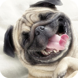 Pug Dog Live Wallpaper icon