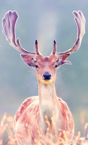 Deer Wallpaper 4K - Latest version for Android - Download APK