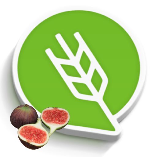 अंजीर लागवड logo