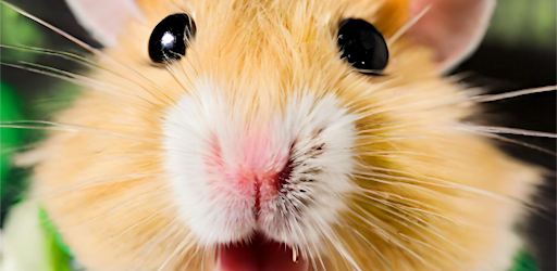 Clash Surfer Runner Royal