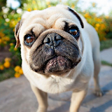 Pugs Dog Wallpapers icon