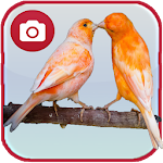 Cover Image of डाउनलोड Canary Birds Wallpaper  APK