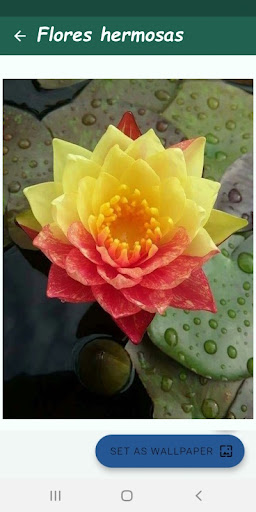 Imágenes de flores hermosas Screen 3