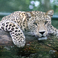 Animals for Kids