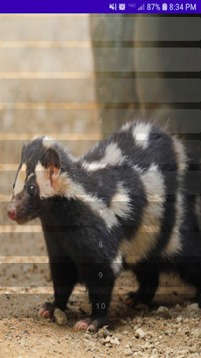 Android application Skunk Animal Sounds screenshort