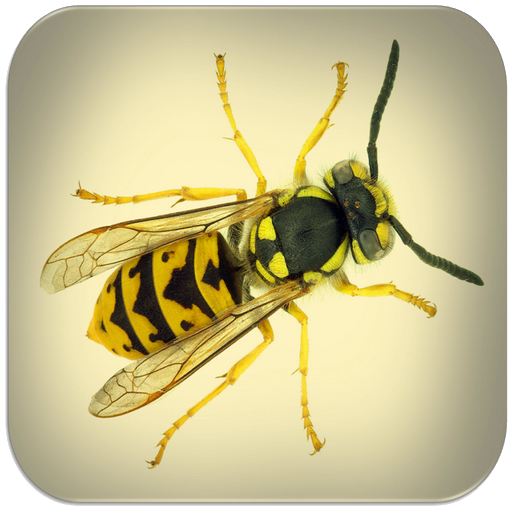 Wasp sounds 8.3.2 Icon