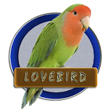 Kicau Burung Lovebird Populer icon