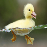 Duck HD Wallpapers icon