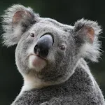 Cover Image of Descargar Koala Wallpapers HD 1.0 APK