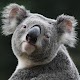 Koala Wallpapers HD Изтегляне на Windows