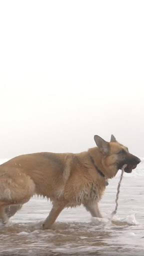 Android application shepherd dog wallpaper screenshort