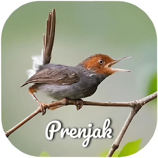 Suara burung prenjak logo