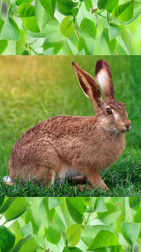 Мир животных