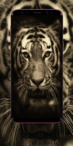 Download Tiger Wallpaper Free for Android - Tiger Wallpaper APK Download -  