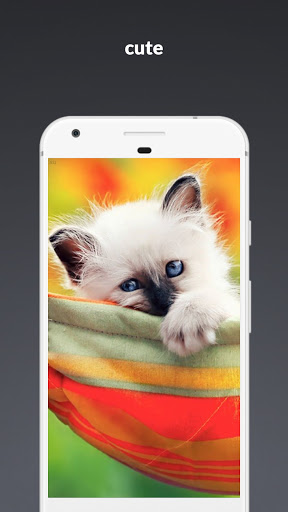 Android application Cat Wallpaper screenshort