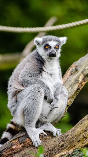 Android application lemur wallpaper screenshort