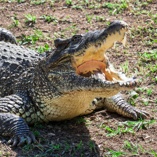 Crocodile Sounds logo