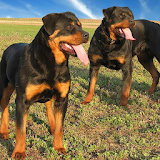 Rottweilers Dogs Jigsaw Puzzle icon