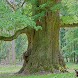 The old oak tree S‪tory